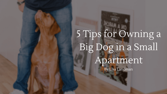 5 Tips for Owning a Big Dog in a Small Apartment