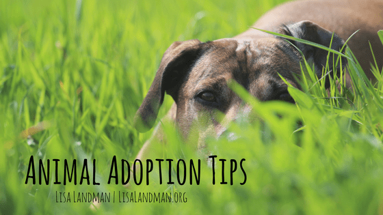 Animal Adoption tips | Lisa Landman