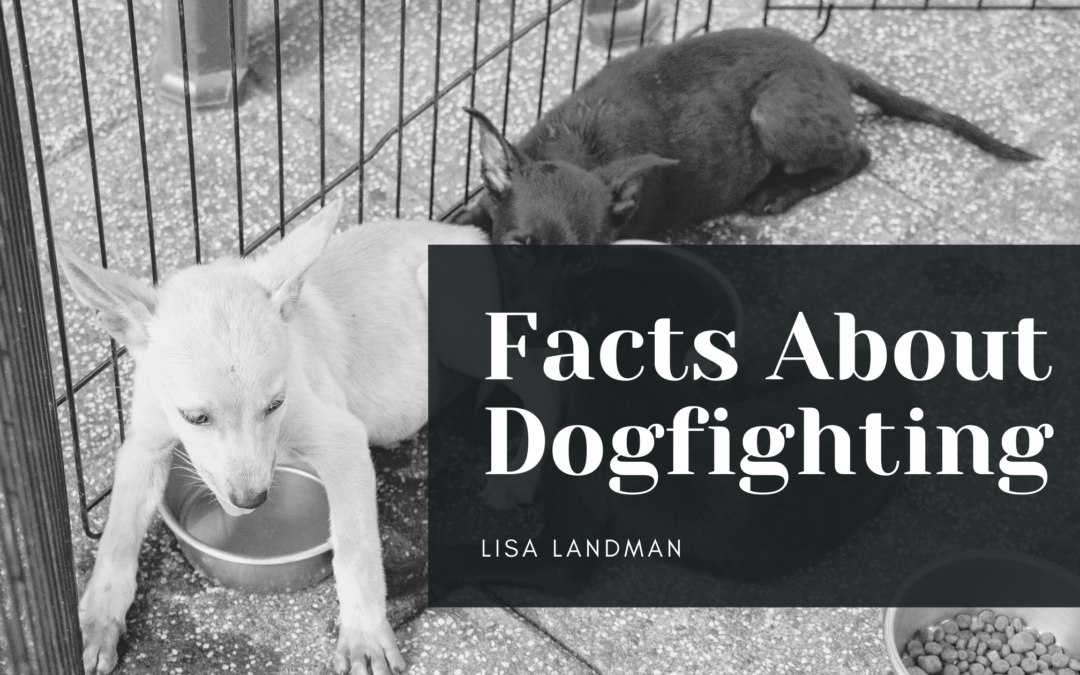 Facts About Dogfighting