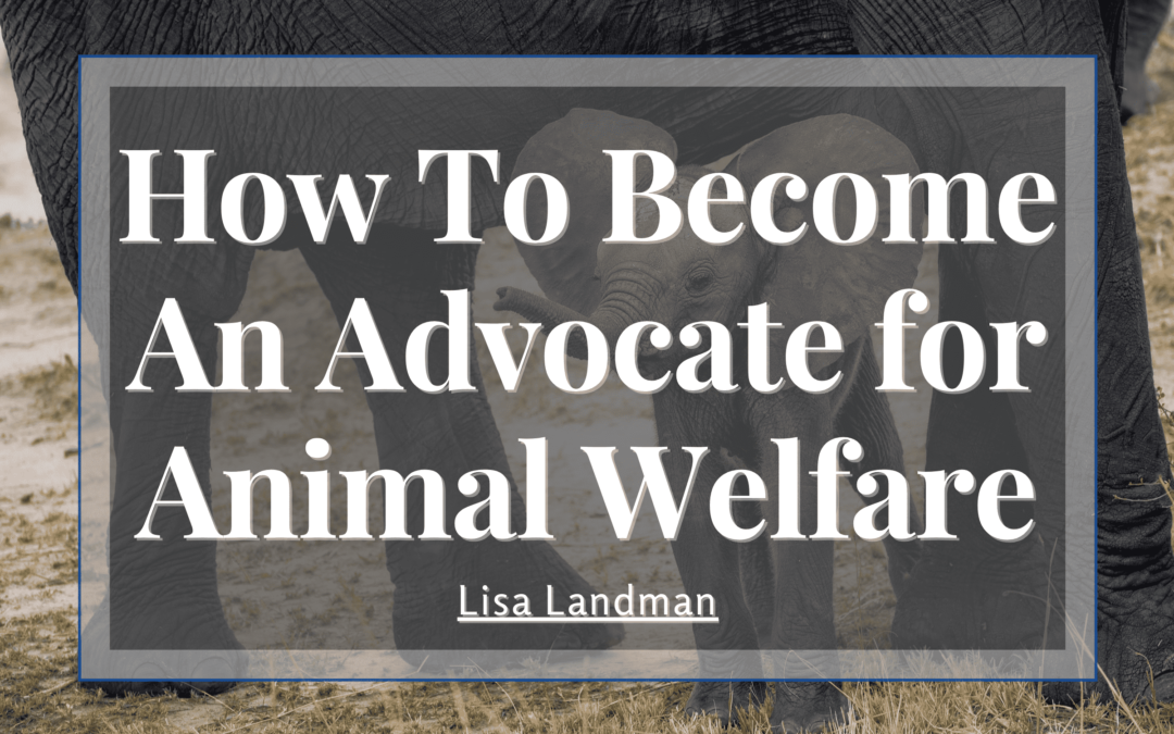 How to Become an Advocate for Animal Welfare