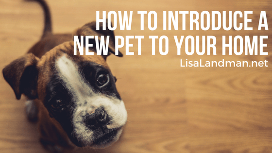 How to Introduce a New Pet to Your Home