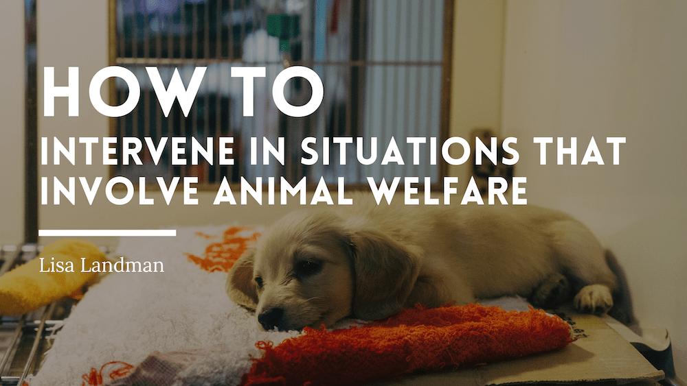 How to Intervene in Situations that Involve Animal Welfare