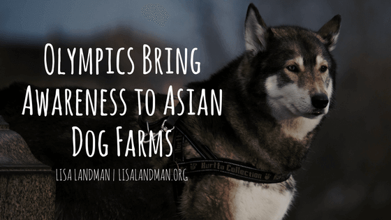 Olympics Bring Awareness to Asian Dog Farms