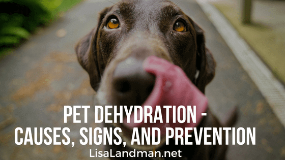 Pet Dehydration Causes, Signs, And Prevention | Lisa Landman