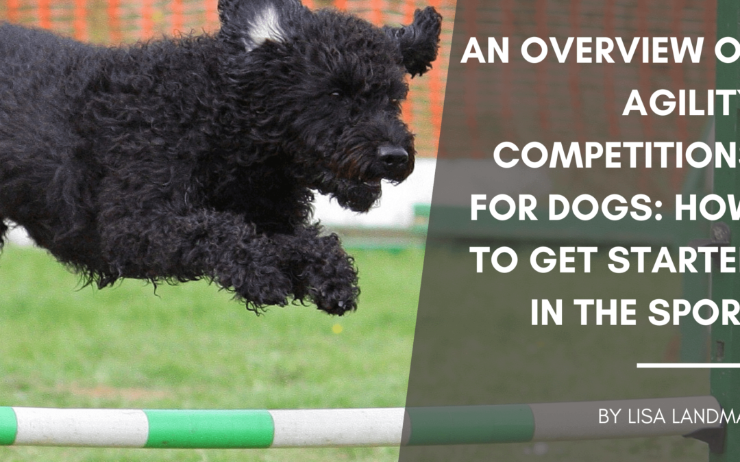 An Overview of Agility Competitions for Dogs: How to Get Started in the Sport