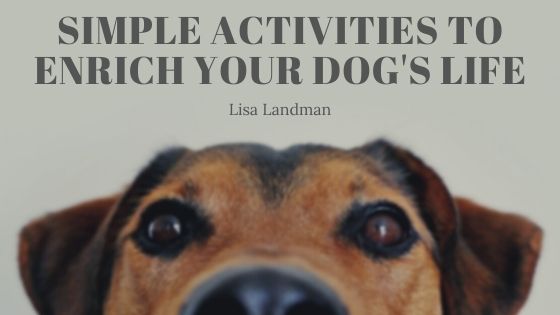 Simple Activities to Enrich your Dog’s Life