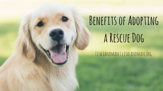 Benefits of Adopting a Rescue Dog | Lisa Landman