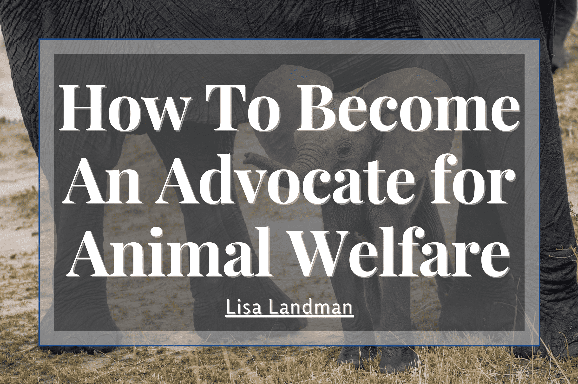 How to Become an Advocate for Animal Welfare - Lisa Landman | Animal Welfare