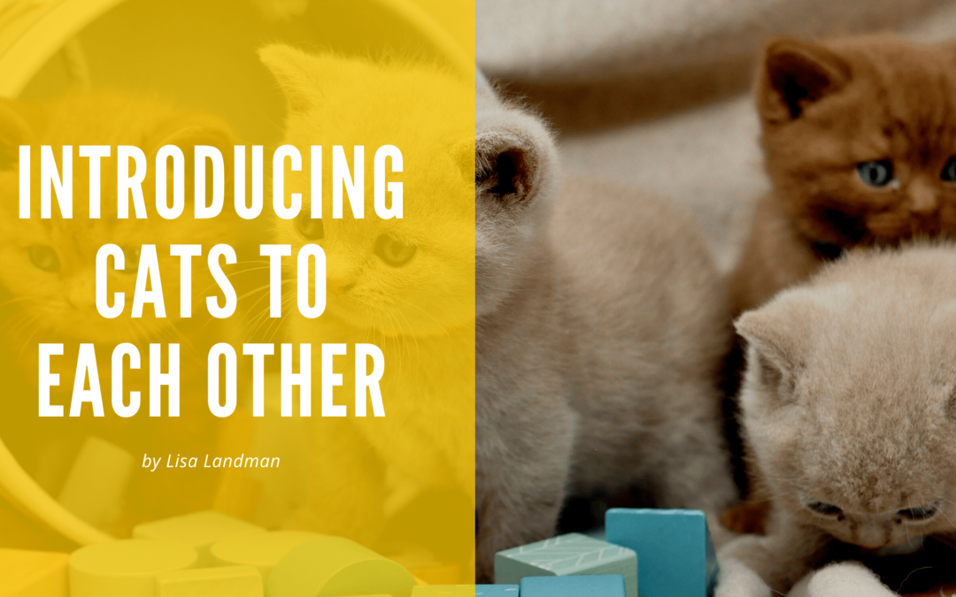 Introducing Cats to Each Other Lisa Landman-min
