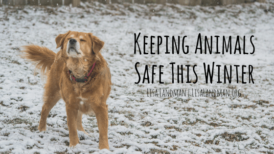 Keep Animals Safe This Winter | Lisa Landman