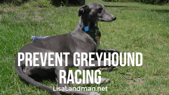 Prevent Greyhound Racing | Lisa Landman