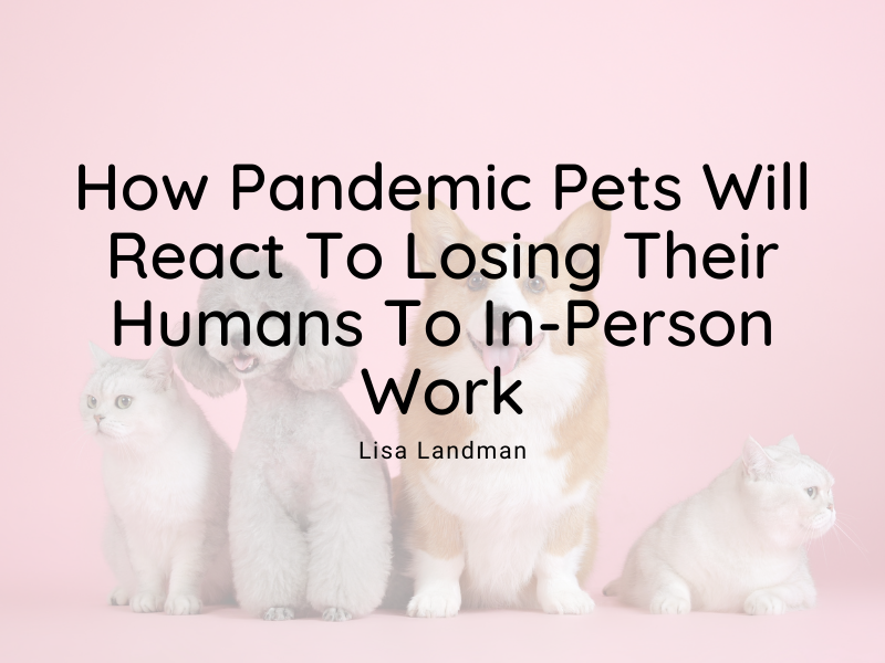 How Pandemic Pets Will React To Losing There Humans To In Person Work